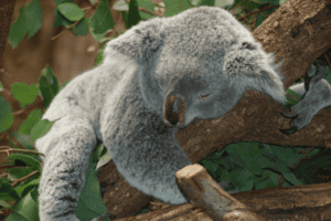 Koala Zoo